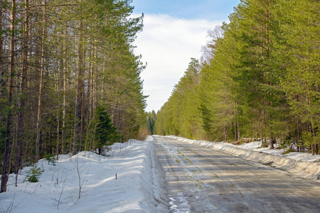 在松树丛中融雪的水坑里的临时冬季道路。