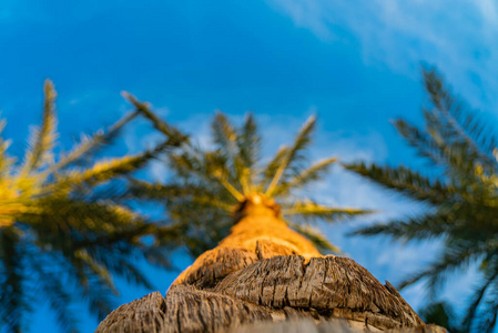 自然 植物 海滩 风景 气候 热带 阳光 夏天 太阳 软的