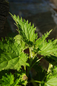 野生荨麻，通常称为荨麻