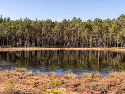 镜子 自然 木材 风景 反射 天空 纹理 沼泽