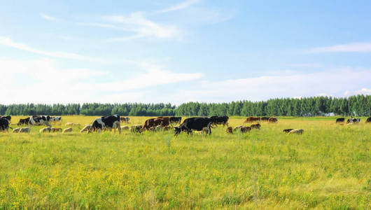 放牧 土地 牧场 天空 照片 荷斯坦 奶牛 领域 农业 复制空间