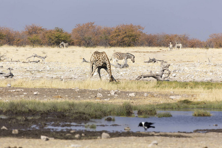 非洲 哺乳动物 风景 荒野 埃托沙 长颈鹿 行走 旅行 纳米比亚