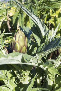 朝鲜蓟 领域 植物 收获 自然 农场 夏天 农业 素食主义者