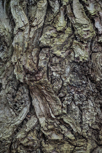 特写镜头 树皮 皮肤 树干 植物 老化 材料 木材 自然