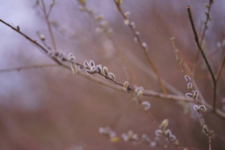 植物区系 冬天 寒冷的 卡普里亚 细枝 发黄 复活节 毛茸茸的