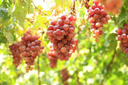 特写镜头 收割 葡萄栽培 成长 食物 浆果 秋天 营养 水果