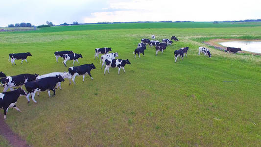 农场 收获 国家 自然 站立 牲畜 喂养 放牧 动物 村庄