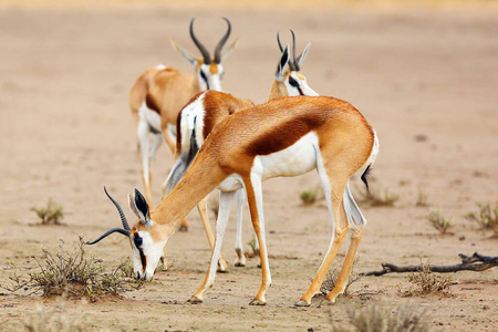 沙漠 荒野 美丽的 跳羚 自然 有袋动物 公园 瞪羚 越界者