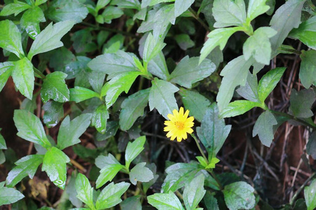 花的 分支 自然 颜色 黛西 特写镜头 植物 领域 开花