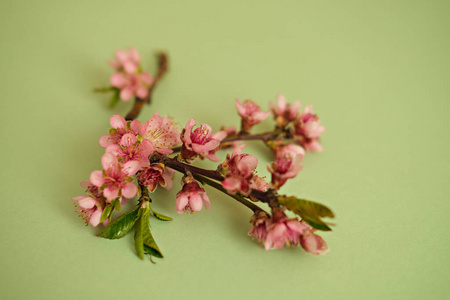 美丽的 自然 美女 花的 樱桃 植物 特写镜头 开花 植物区系