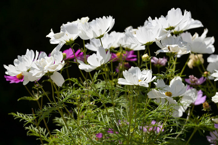 季节 盛开 雄蕊 植物 夏天 宇宙 特写镜头 植物学 花的