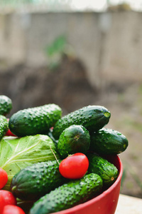 分类 收获 素食主义者 饮食 维生素 收集 园艺 生产 市场