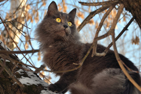 动物 自然 美丽的 可爱的 肖像 眼睛 哺乳动物 猫科动物