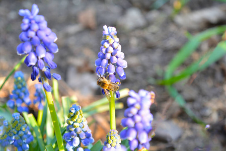 紫色 动物群 蜜蜂 花蜜 野生动物 昆虫 花园 春天 花序