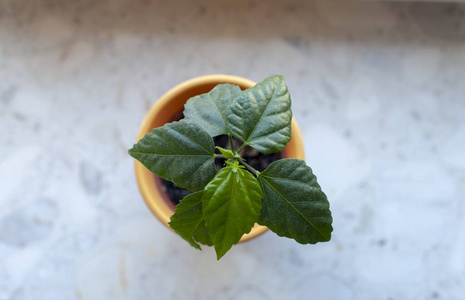 特写镜头 自然 草本植物 草药 植物区系 生长 花园 植物