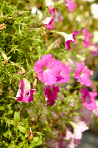 生长 矮牵牛 颜色 花的 季节 开花 美丽的 花园 植物区系