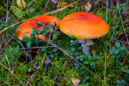 蘑菇 自然 画报 牛肝菌 有机体 帽子 生长 危险的 森林
