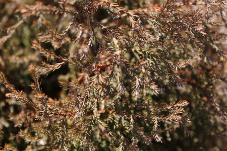 季节 树叶 墙纸 自然 植物区系 冷杉 乡村 木材 特写镜头