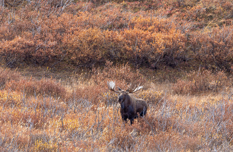 动物 公牛 落下 哺乳动物 秋天 野生动物 阿拉斯加 驼鹿