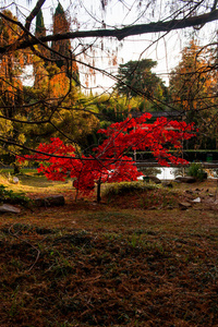 秋天 花园 落下 季节 木材 颜色 树叶 植物 森林 公园