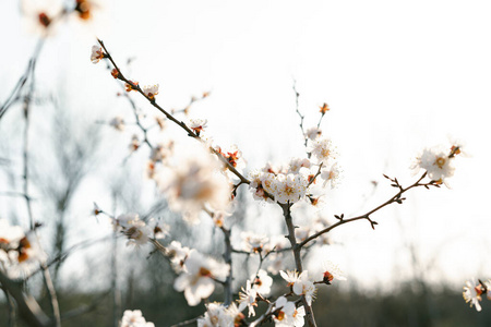 花瓣 园艺 花儿 天空 花的 春天 特写镜头 自然 盛开