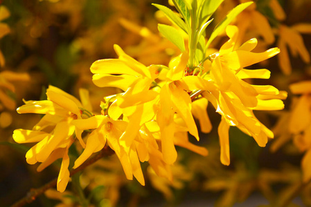 春天 植物区系 花园 花序 雄蕊 灌木