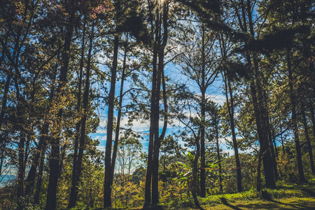美女 森林 太阳 环境 花园 美丽的 公园 国家 植物 特写镜头
