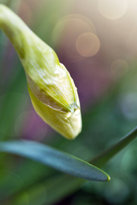 用水滴把黄水仙花收起来。