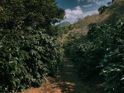 自然 樱桃 小山 旅行 环境 植物 咖啡 阿拉比卡咖啡 农场