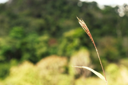 领域 树叶 植物区系 花的 太阳 花园 生态学 艺术 开花