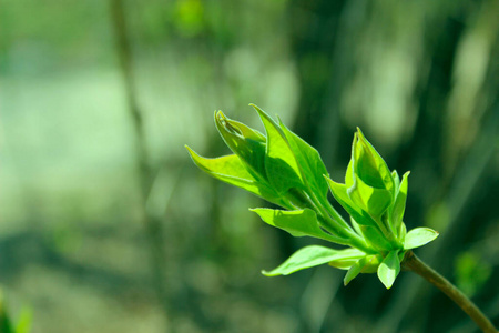 变模糊 花园 环境 植物区系 树叶 绿色植物 灌木 生态学