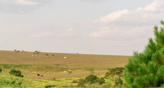 领域 农业 土地 牧场 小牛 重新创建 哺乳动物 创建 国家