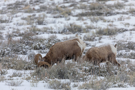 动物 怀俄明州 冬天 野生动物 自然 猛撞 哺乳动物