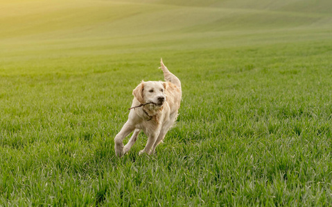 愉快地奔跑图片-愉快地奔跑素材-愉快地奔跑插画-摄图新视界