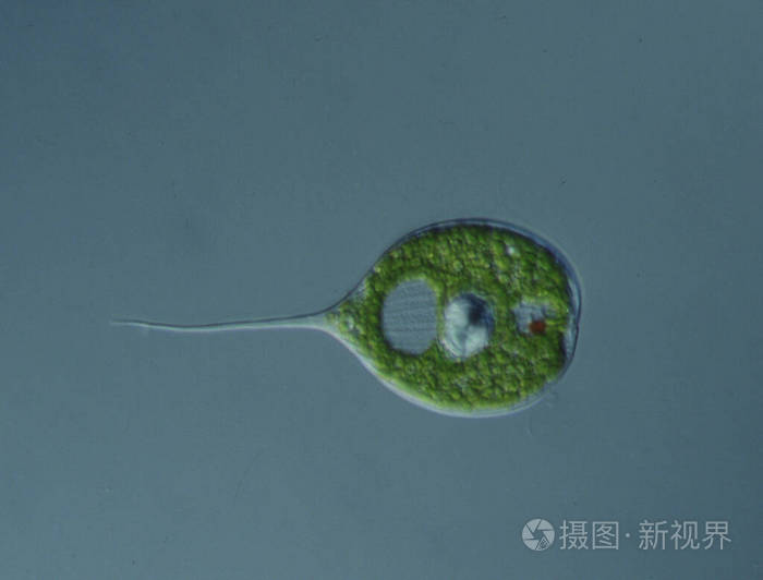 显微镜检查 浮游生物 生物学 浮动 植物 扩大 有机体 游泳