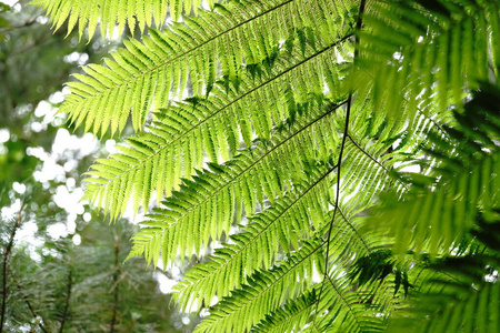 特写镜头 夏天 植物 植物学 环境 树叶 冲绳 生长 春天