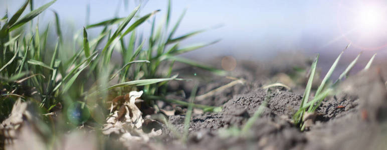 栽培 草地 植物 粮食 自然 农田 风景 营养 土壤 春天