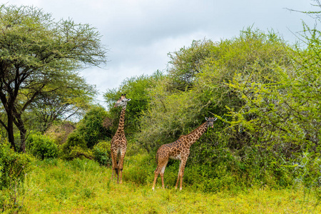 冒险 平原 游猎 肯尼亚 长的 兽群 风景 美丽的 长颈鹿