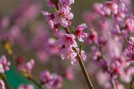 桃花枝特写