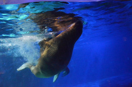 动物园 水族馆 动物 野生动物 游泳 哺乳动物 自然