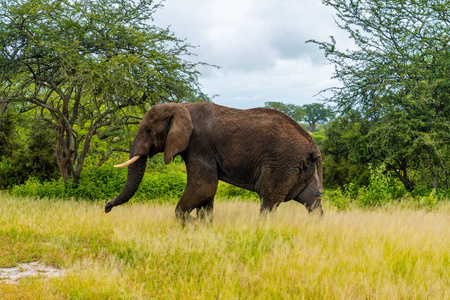 国家的 荒野 动物 冒险 兽群 旅行 大象 野生动物 哺乳动物