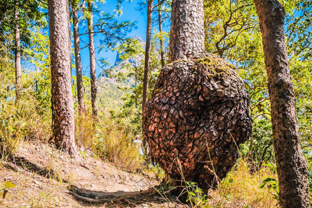 草地 场景 领域 美丽的 地平线 木材 树叶 乡村 小山