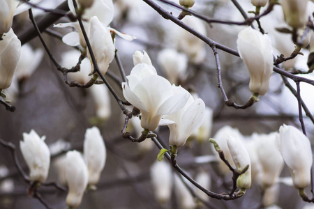 图案与花白玉兰卡与花白玉兰卡白玉兰花上一大串香蕉白玉兰花盛开的