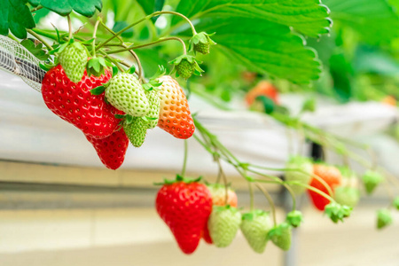 温室 收获 农业 食物 美味的 植物 季节 甜的 日本 浆果