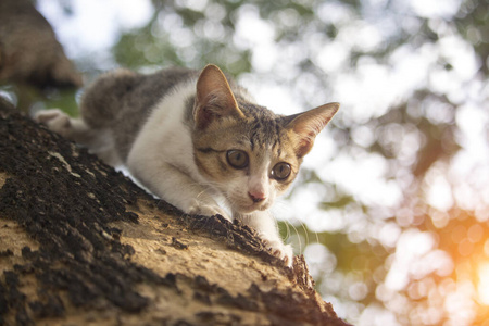 毛茸茸的 树叶 巴厘岛 高的 可爱极了 宝贝 小猫 猫科动物