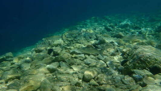 地中海 水下 浮潜