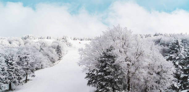 假日 森林 冒险 季节 娱乐 运动 轨道 滑雪 自然 下坡