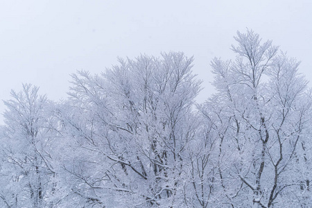 冬天 寒冷 公园 圣诞节 天空 分支 街道 十二月 降雪