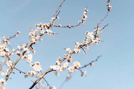 天空 分支 花的 春天 日本人 芳香 花儿 植物区系 自然