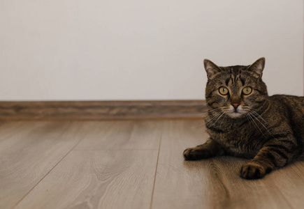 毛茸茸的 头发 斑猫 哺乳动物 猫科动物 面对 谎言 地板